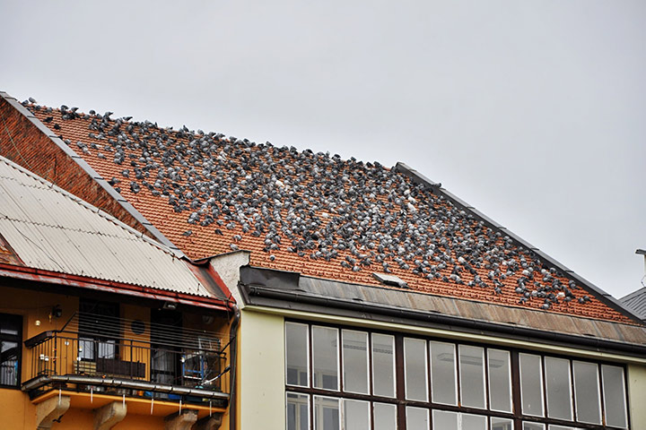 A2B Pest Control are able to install spikes to deter birds from roofs in West Wickham. 
