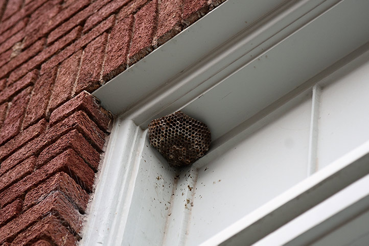 We provide a wasp nest removal service for domestic and commercial properties in West Wickham.